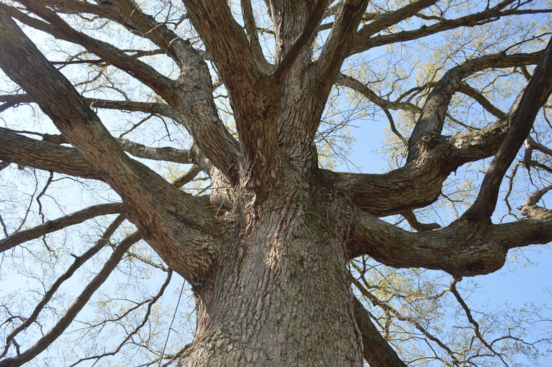 Longevity and Resilience