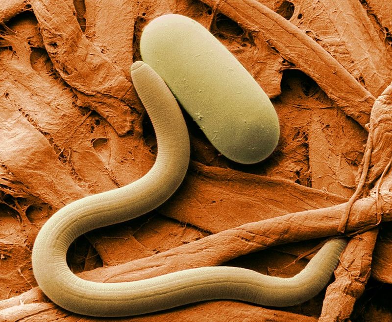 Nematodes as Natural Predators
