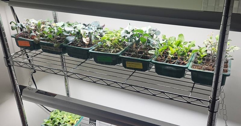 Compact Seed Starting Station