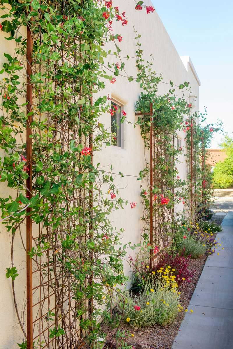 Garden Trellis with Vines