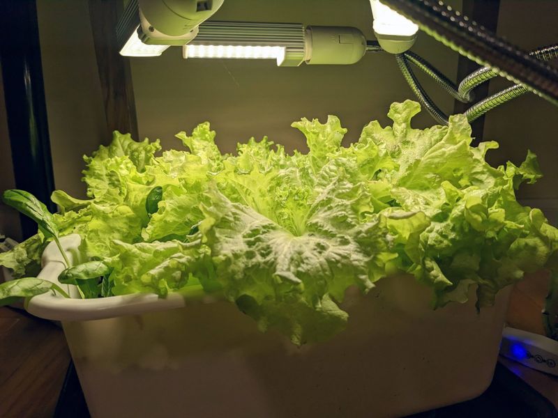Salad Box Under Grow Lights