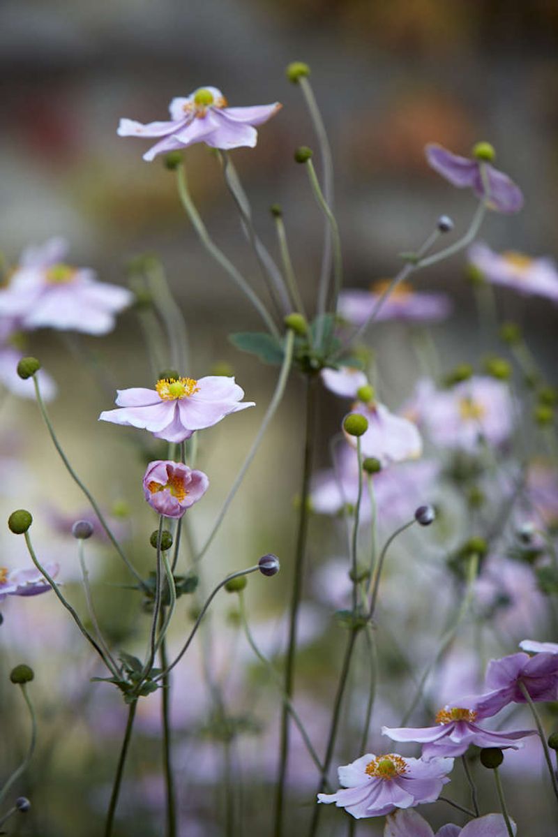 Japanese Anemone