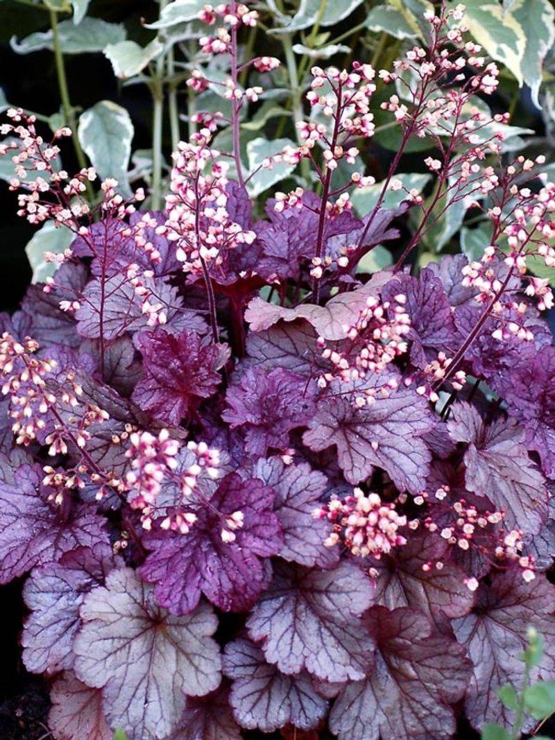 Heuchera