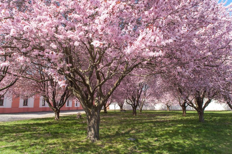 Purple Leaf Sand Cherry (Prunus × cistena)