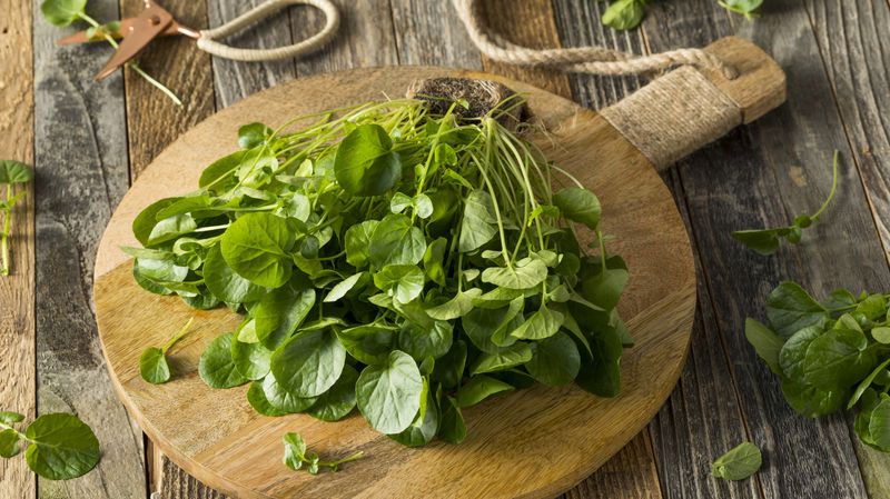 Preserving and Using Watercress