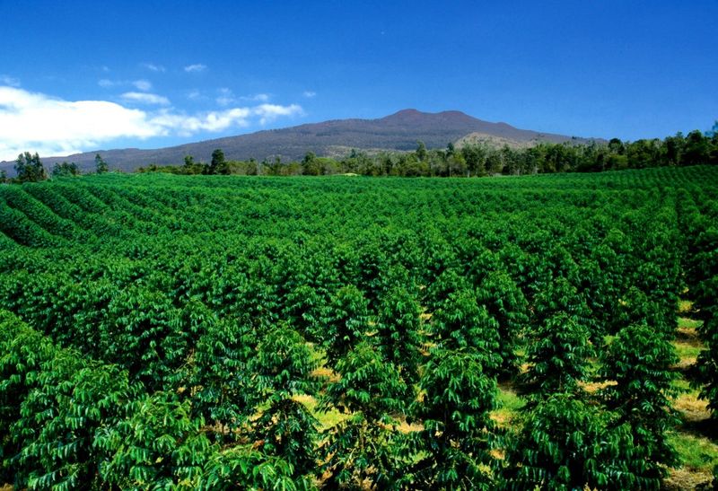 Hawaiian Coffee Plantations