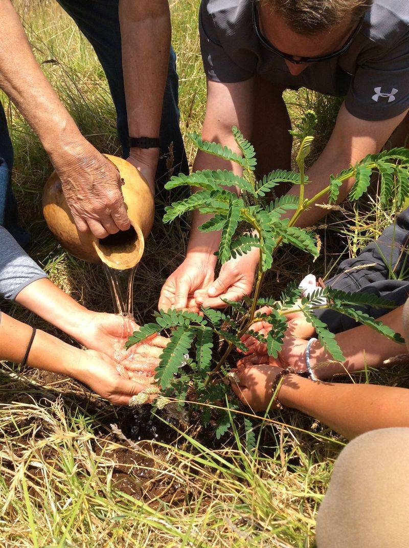 Hawaiian Native Tree Planting
