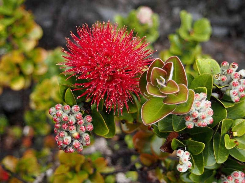 Traditional Hawaiian Medicinal Gardens