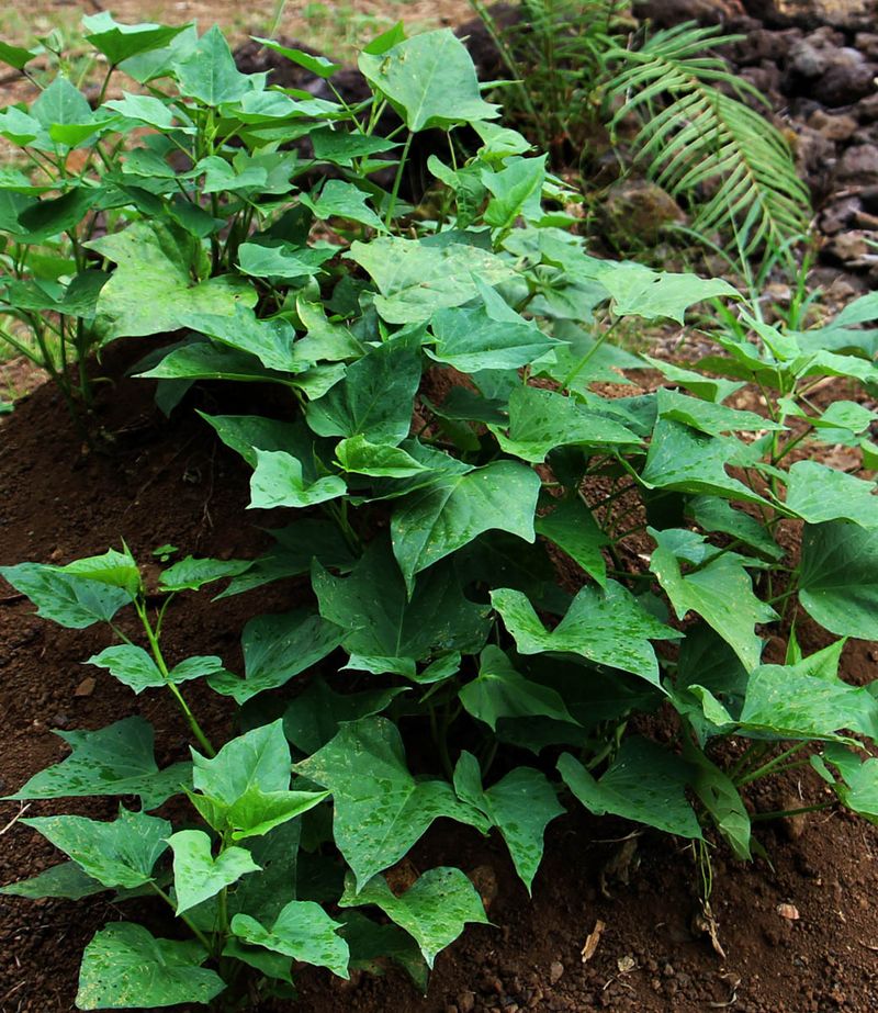 Hawaiian Sweet Potato Patches