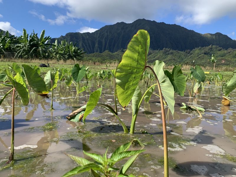 Hawaiian Taro Cultivation