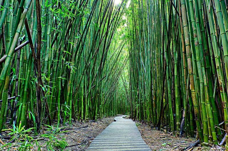 Hawaiian Bamboo Gardens