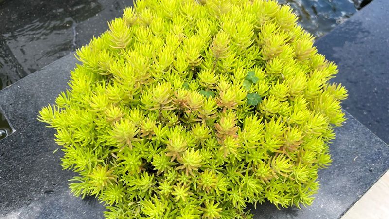 Sedum (Stonecrop)