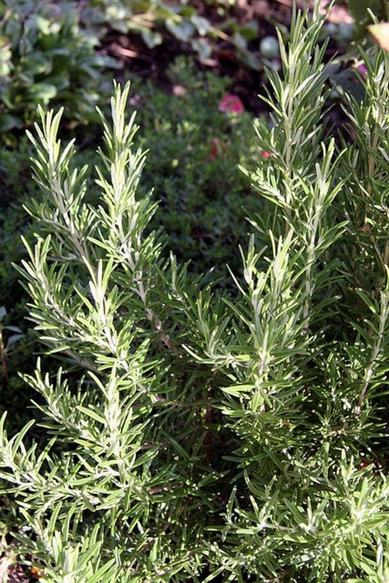 Rosemary