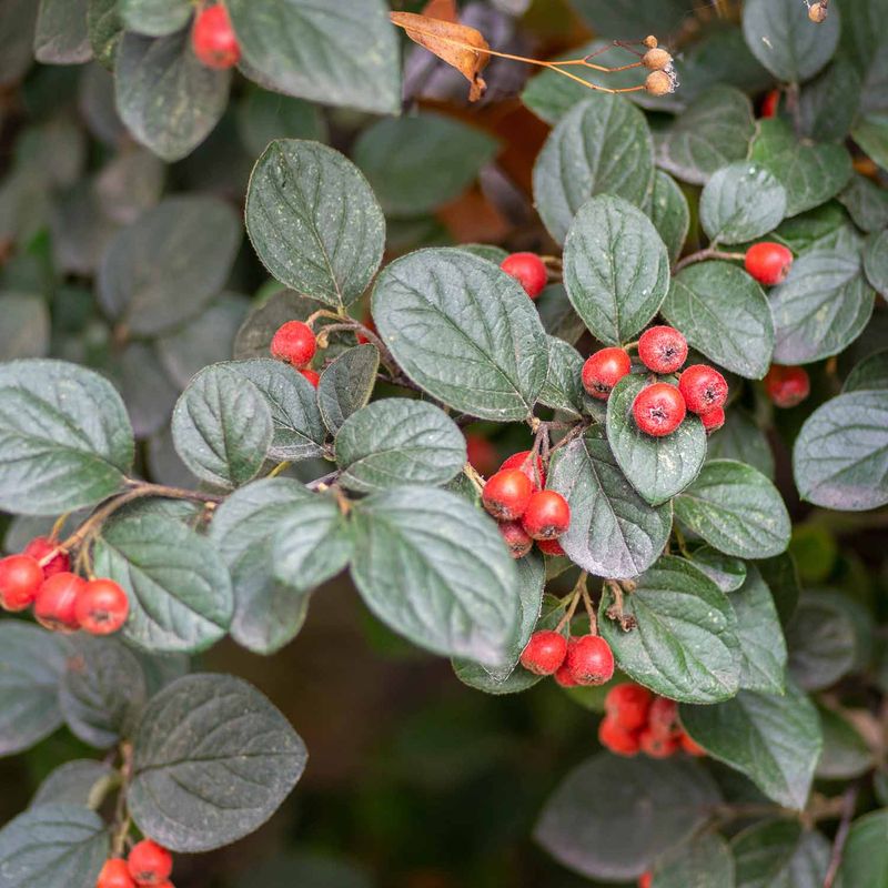 Cotoneaster (Cotoneaster horizontalis)