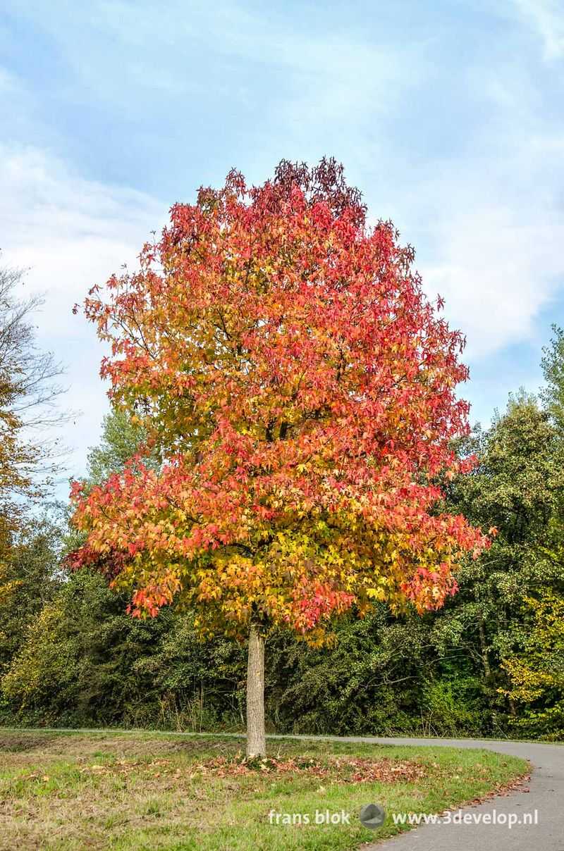 Sweetgum (Liquidambar styraciflua)