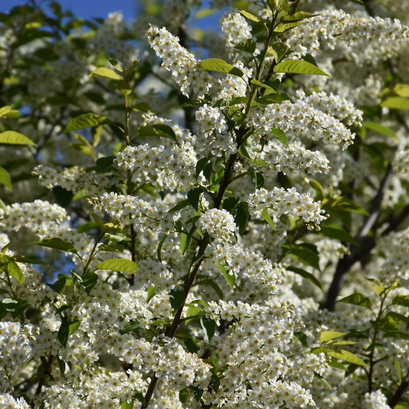 Chokecherry (Prunus virginiana)