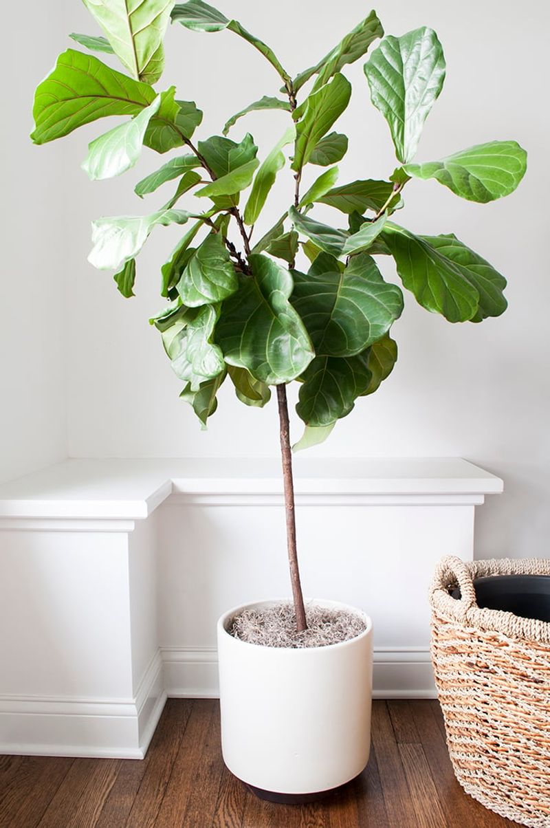 Fiddle-Leaf Fig (Ficus lyrata)