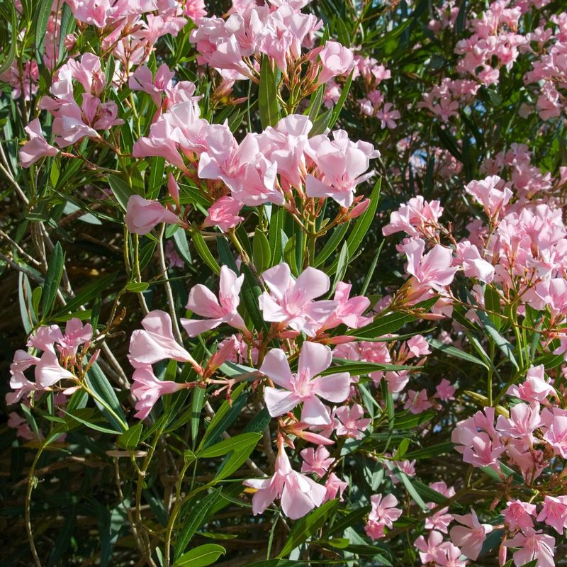 Oleander