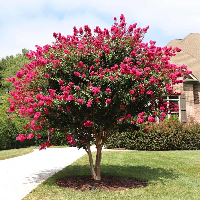 Crape Myrtle