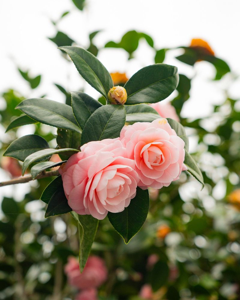 Camellias