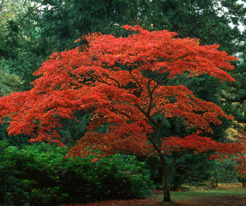 Japanese Maple