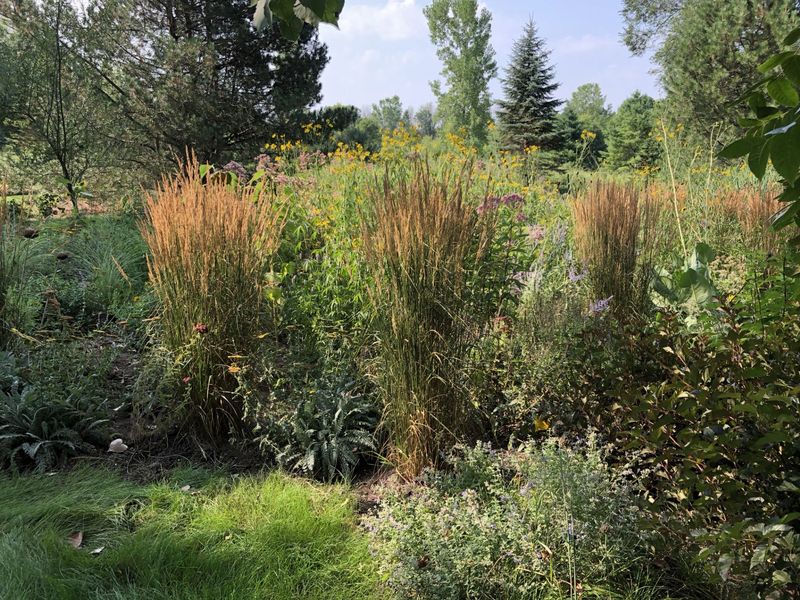 Ornamental Grass Overuse