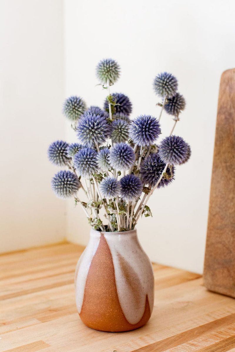 Globe Thistle (Echinops ritro)