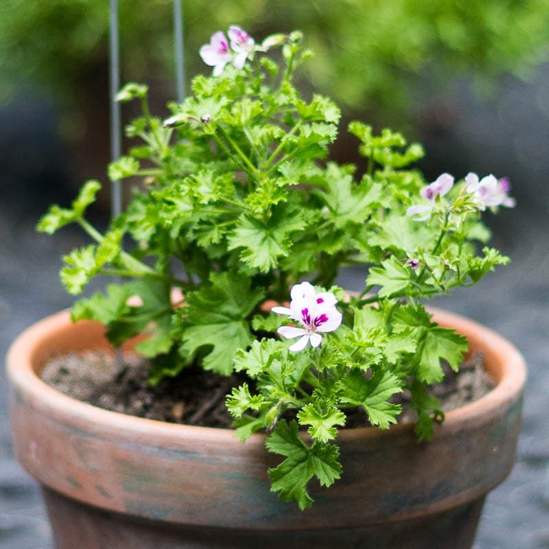 Scented Geranium Pots