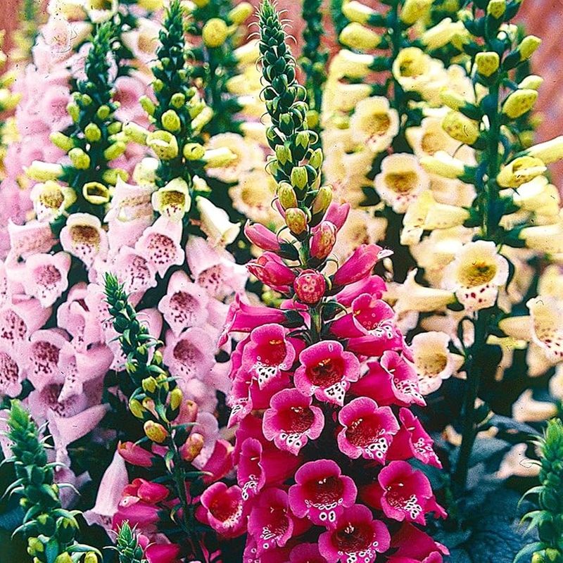 Foxglove