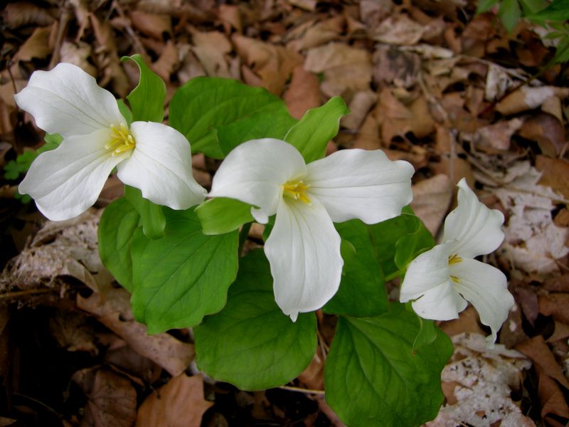 Trillium