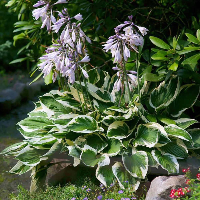 Hosta