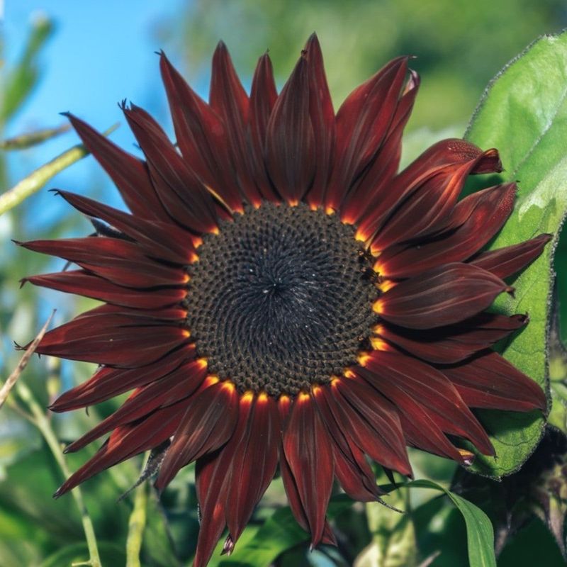 Sunflower ‘Chianti’