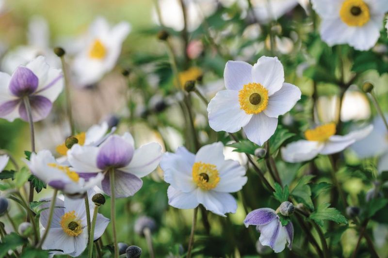 Japanese Anemone