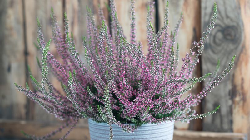 Winter Heather