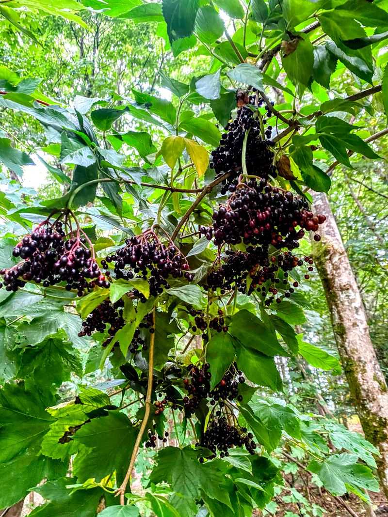 Elderberry