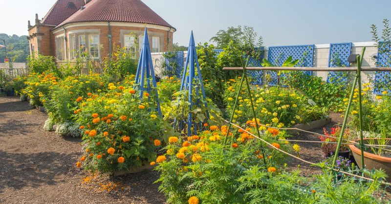 Edible Flowers in Victory Gardens