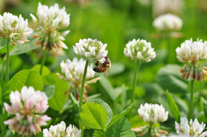 Clover Companion Planting