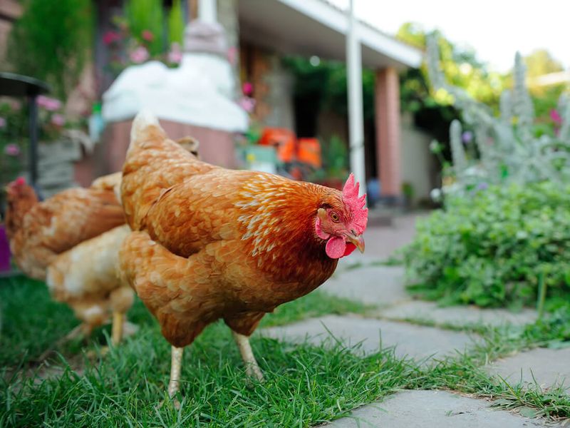 Chickens as Natural Predators