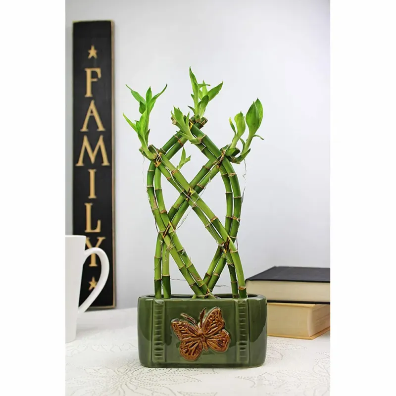 Lucky Bamboo (Dracaena sanderiana)