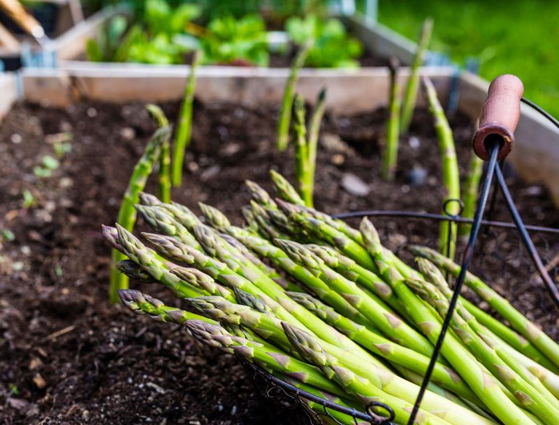 Asparagus