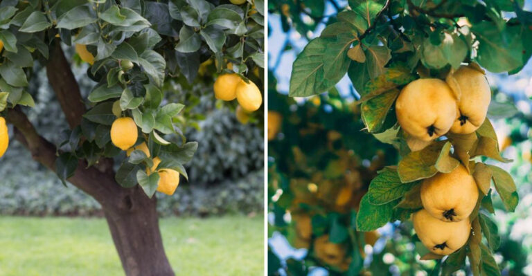 Here’s How Long It Will Take Store-Bought Fruit Trees To Produce