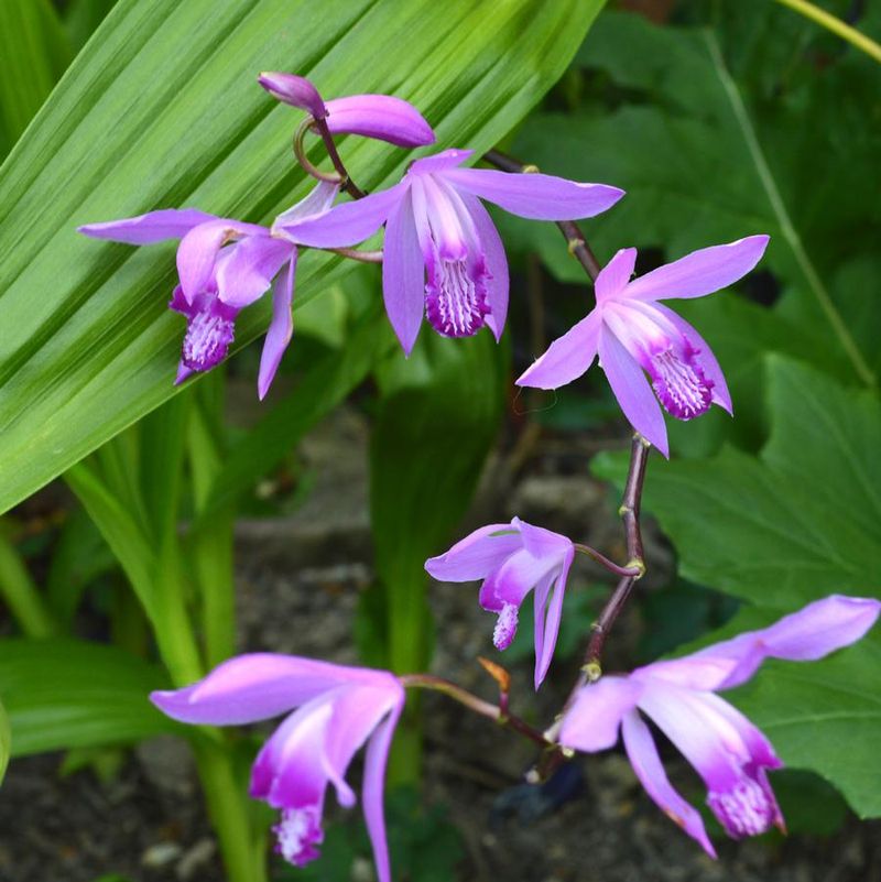 Bletilla