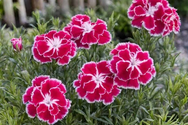Dianthus (Pinks)
