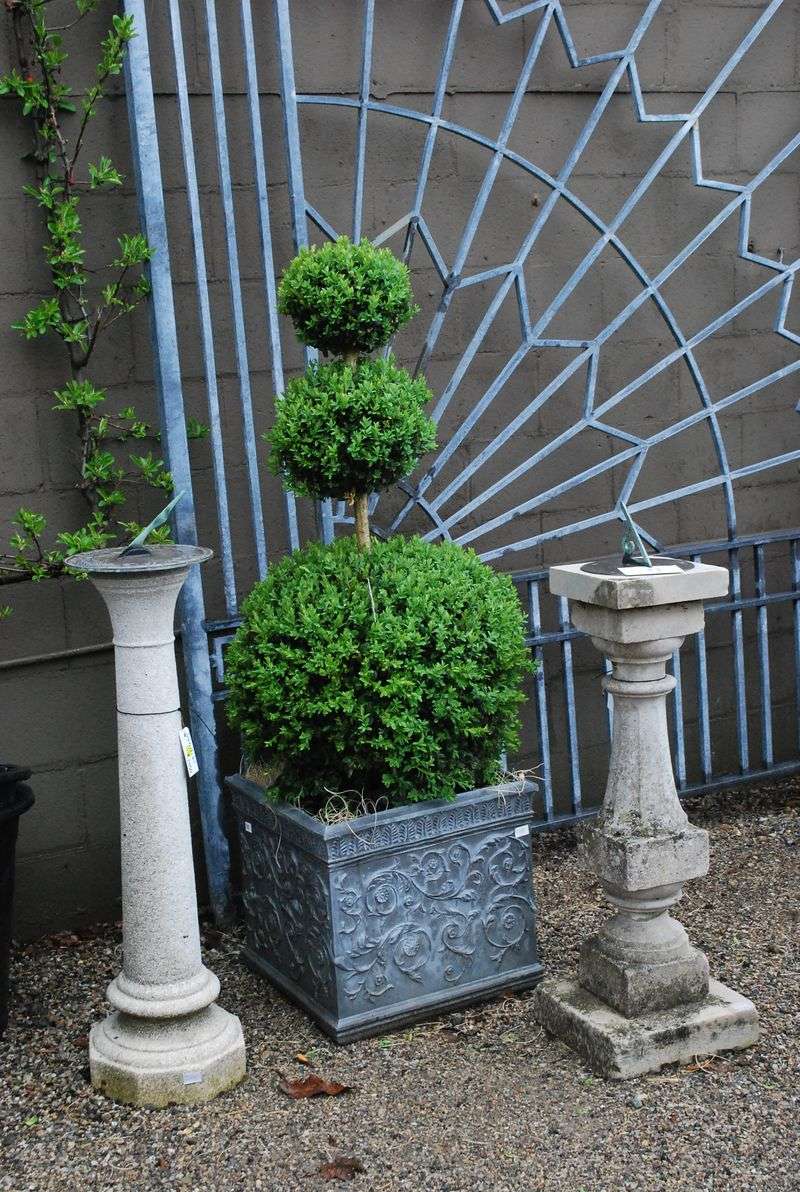 Boxwood (in containers)
