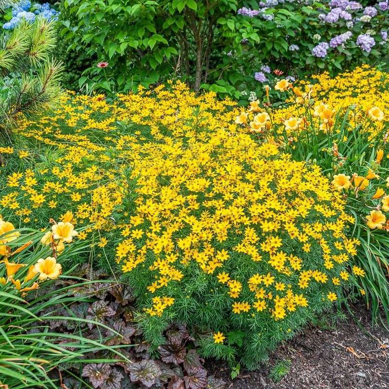 Coreopsis