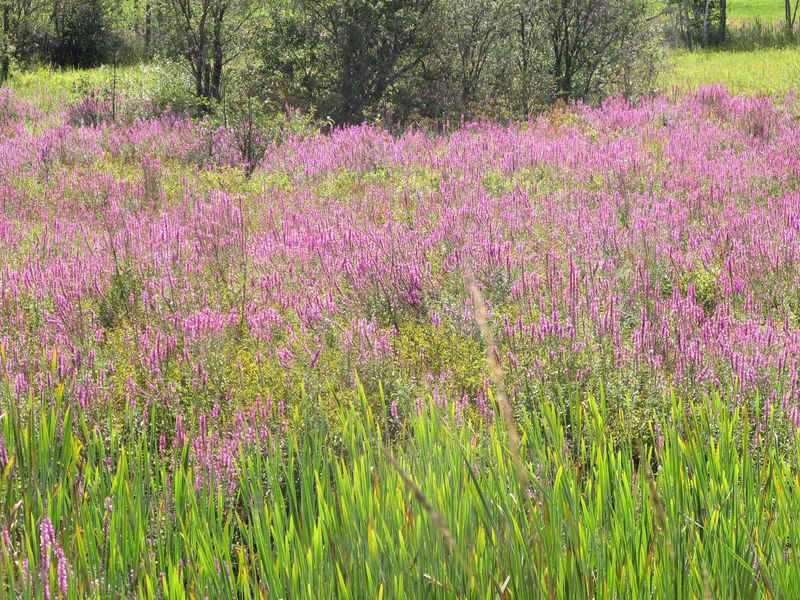 Purple Loosestrife (Lythrum salicaria)