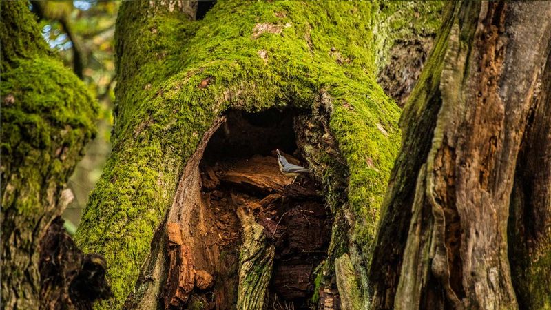 Habitat for Wildlife