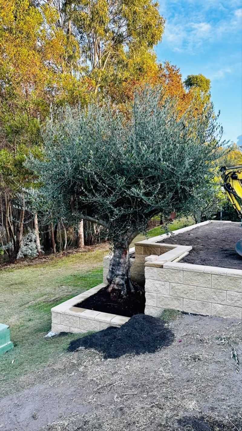 Olive Tree (Olea europaea)