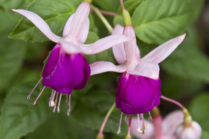 Fuchsia