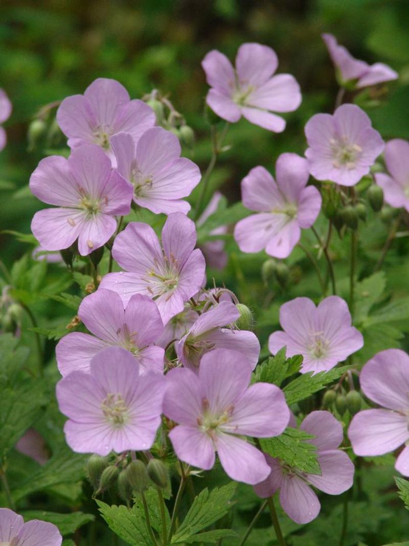 Wild Geranium (Geranium maculatum)
